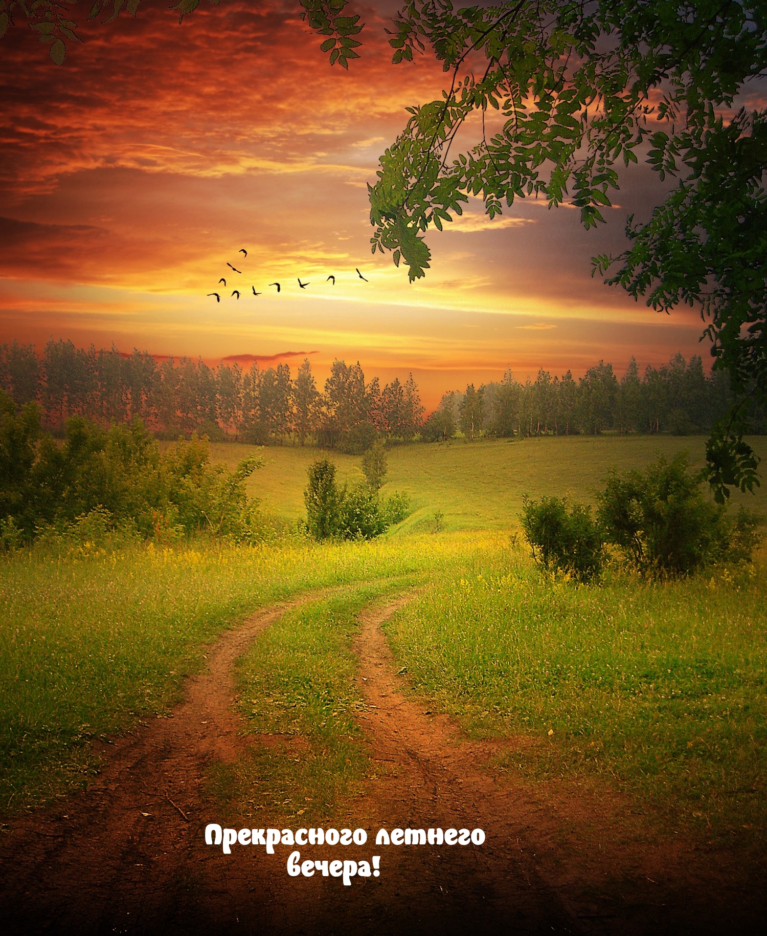 Прекрасного летнего вечера!