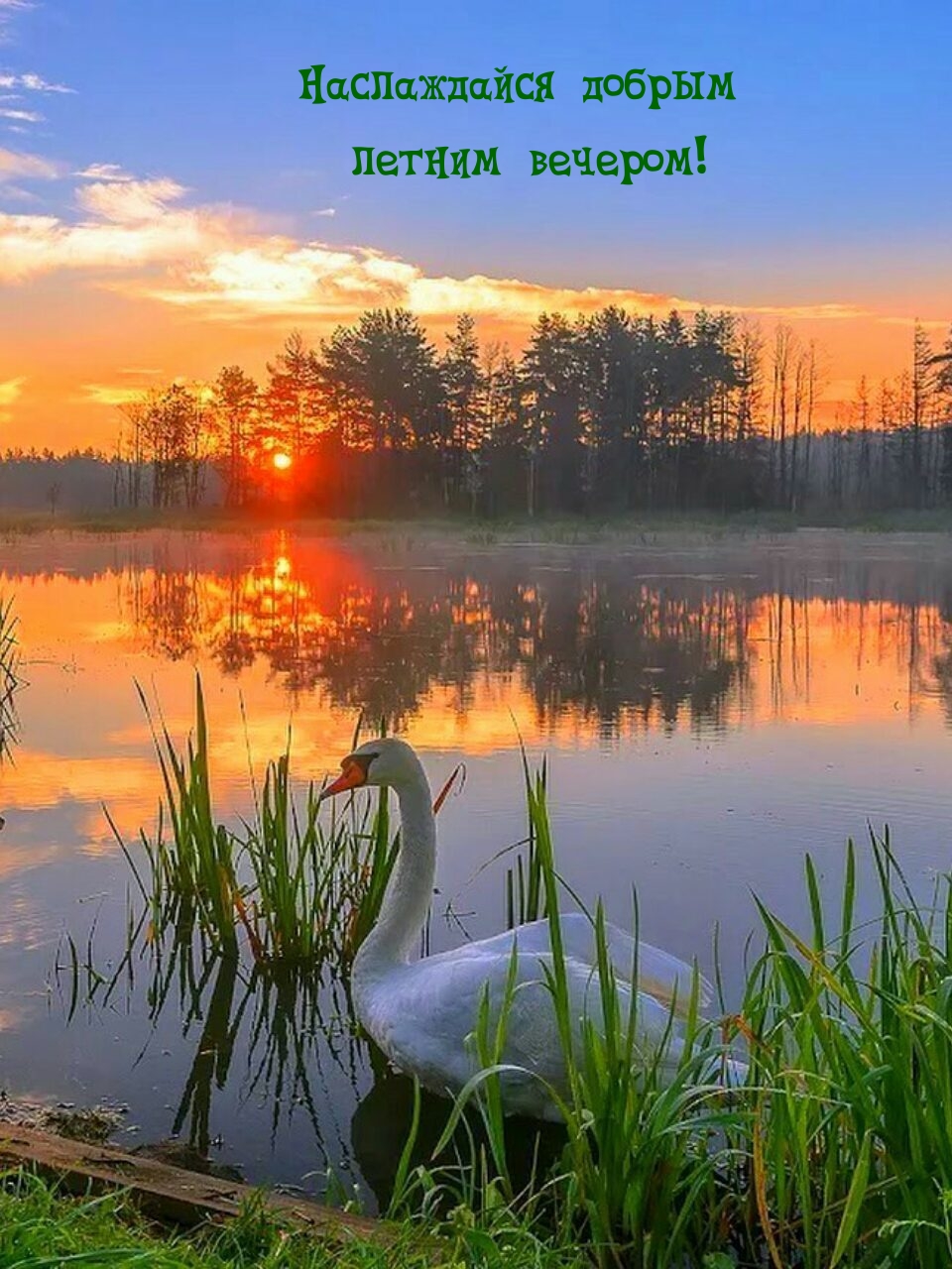 Наслаждайся добрым летним вечером!