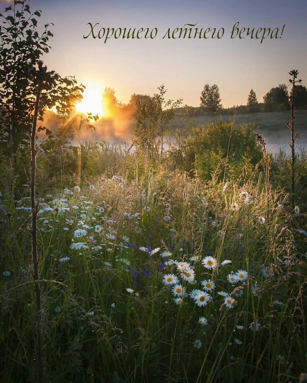 Хорошего летнего вечера!