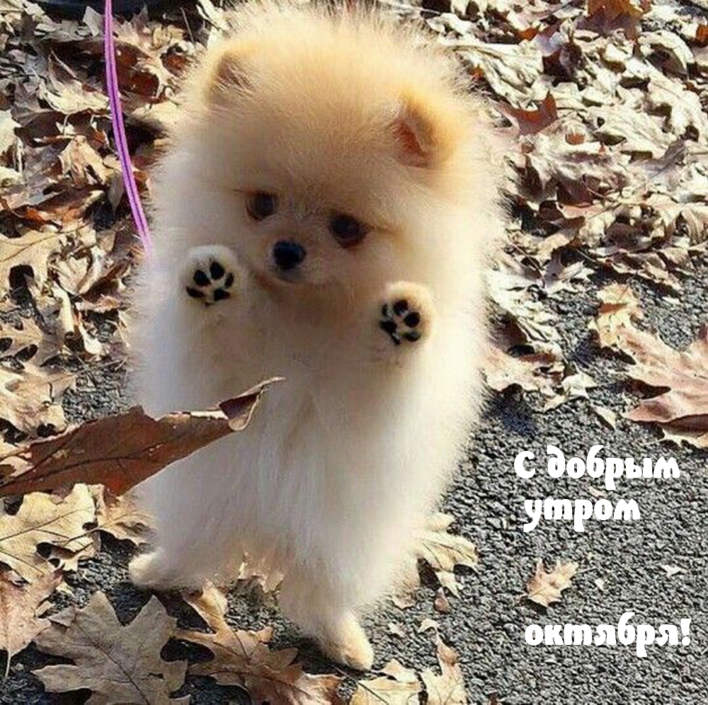 С добрым утром октября!