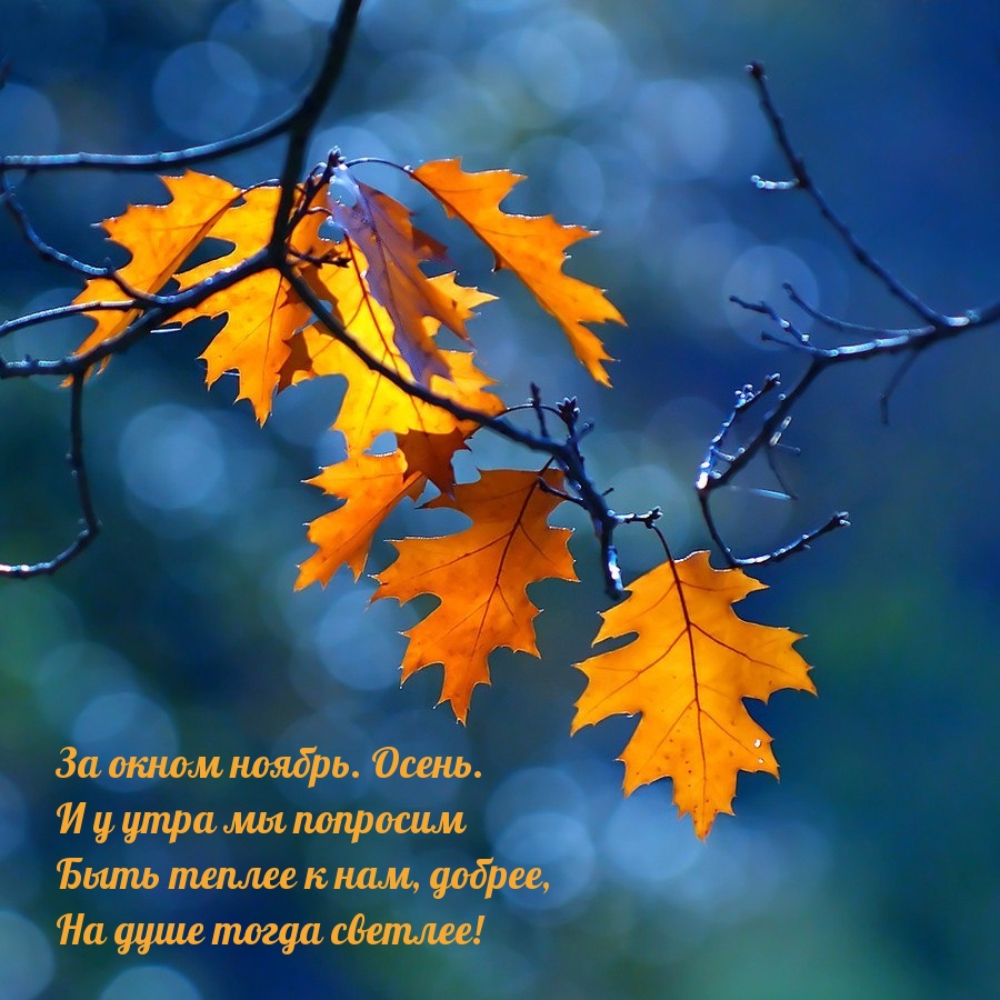 За окном ноябрь. Осень.