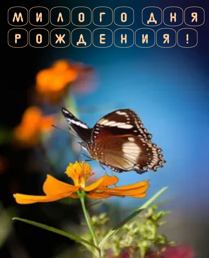 Милого Дня Рождения!
