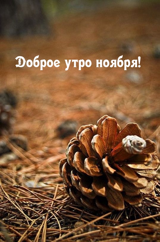 Доброе утро ноября!
