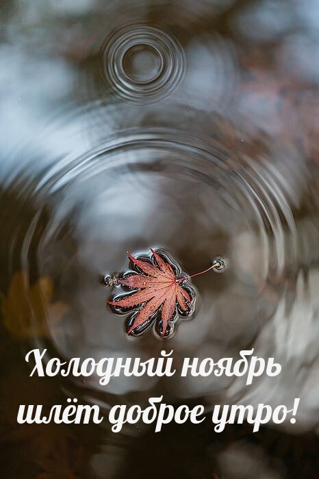 Холодный ноябрь шлёт доброе утро!