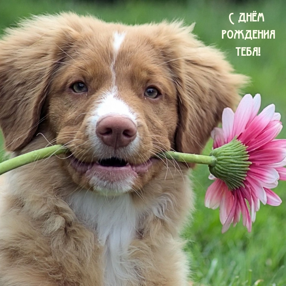 С днём рождения тебя!