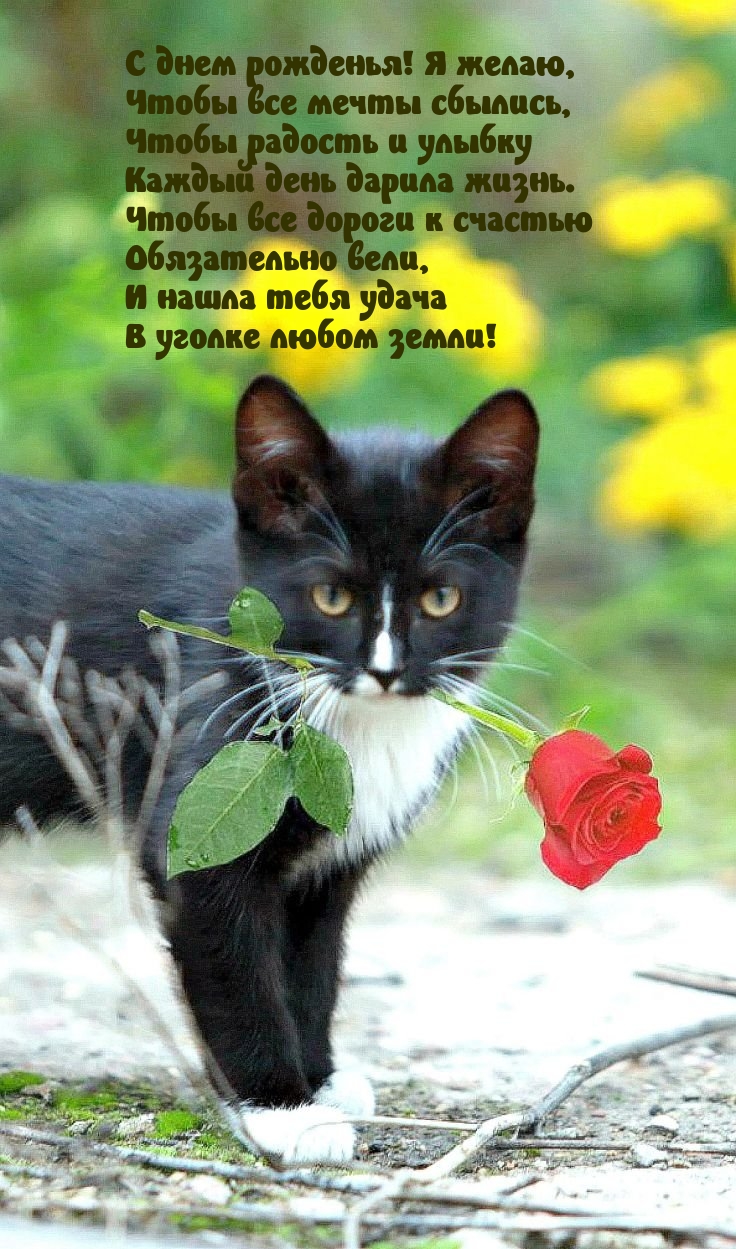 С днем рожденья! Я желаю, чтобы все мечты сбылись