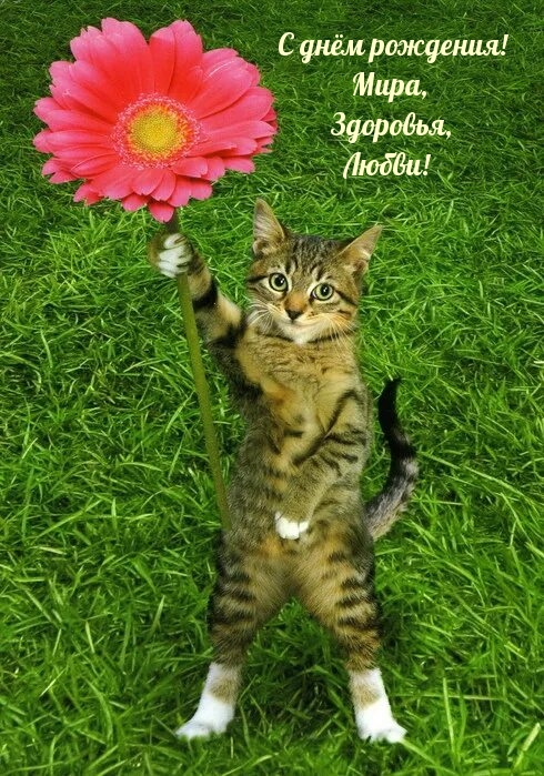 С днём рождения! Мира, Здоровья, Любви!