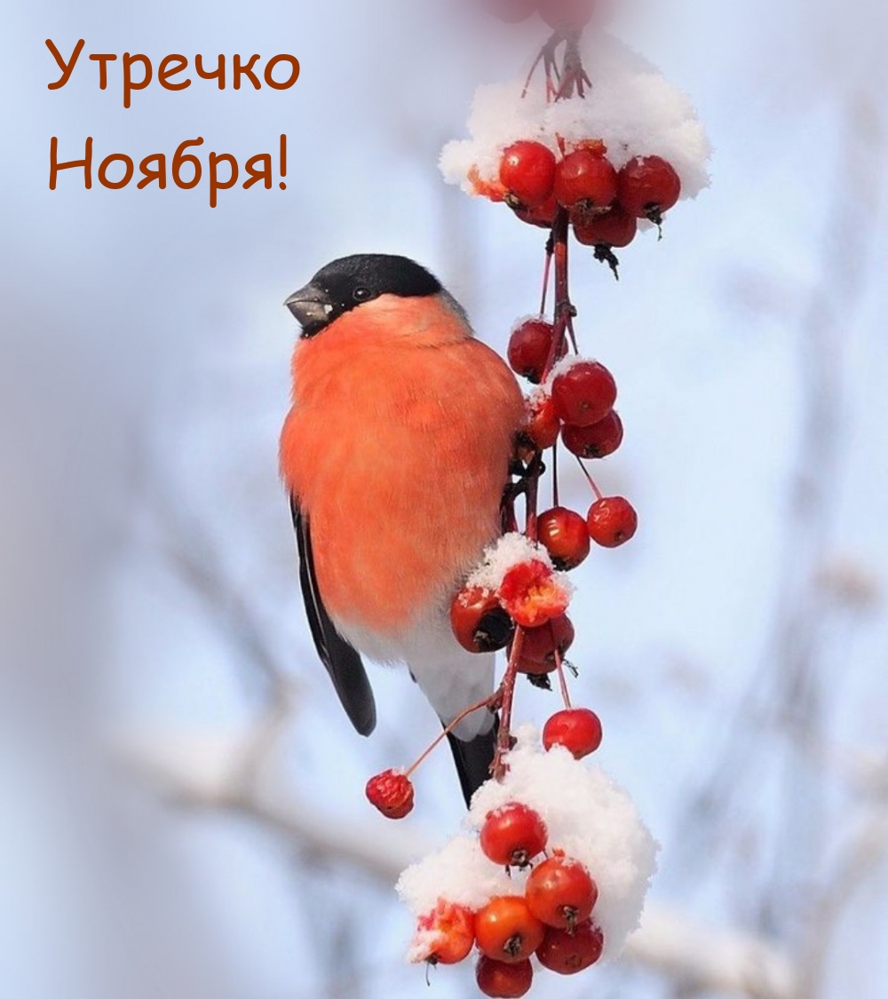 Утречко Ноября!