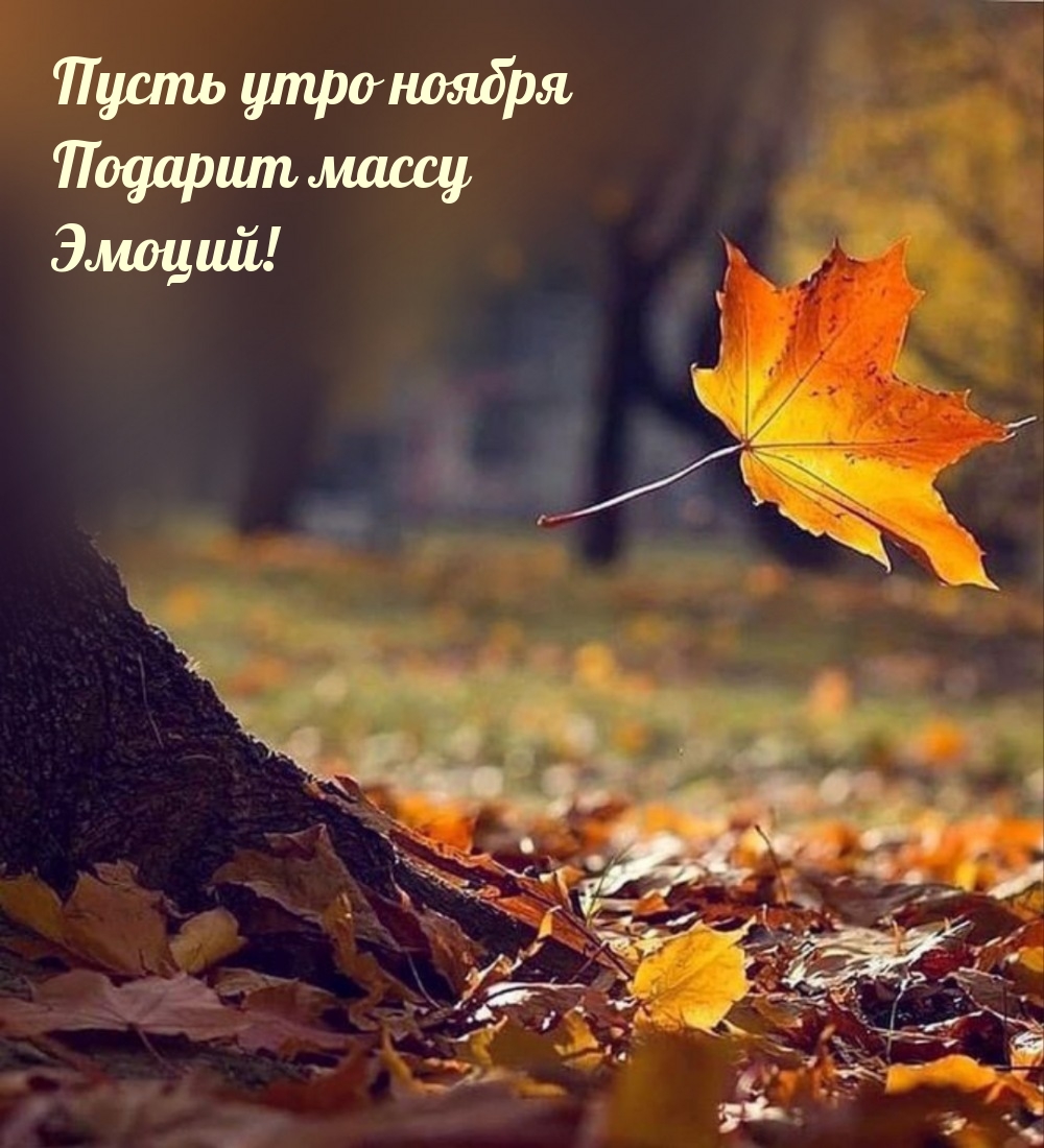 Пусть утро ноября подарит массу Эмоций! 