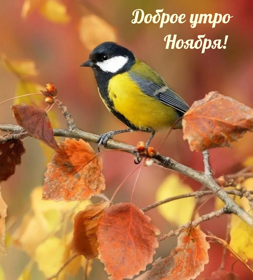 Доброе утро Ноября!