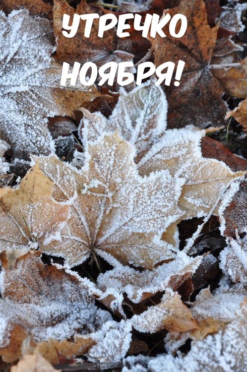 Утречко Ноября!