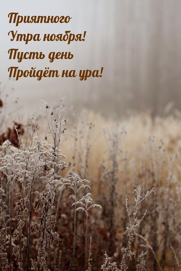 Приятного утра ноября! Пусть день пройдёт на ура! 