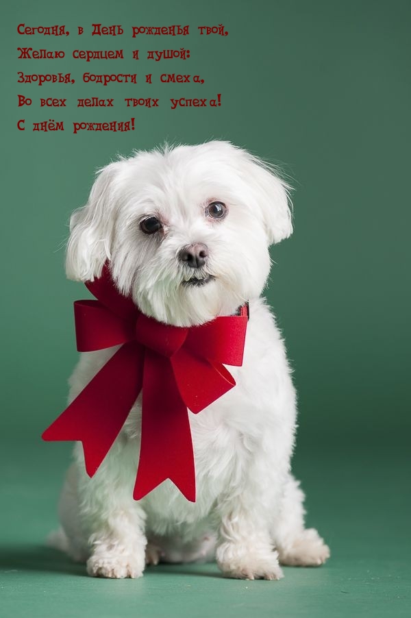 С днём рождения! Сегодня, в День рожденья твой