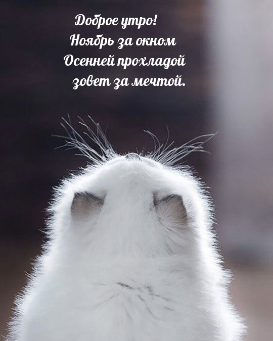 Доброе утро! Ноябрь за окном осенней прохладой зовет за мечтой.