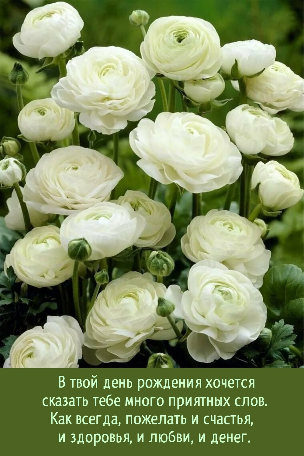 В твой день рождения хочется сказать тебе много приятных слов