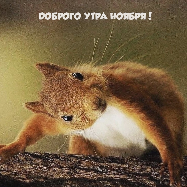 ДОБРОГО УТРА НОЯБРЯ!