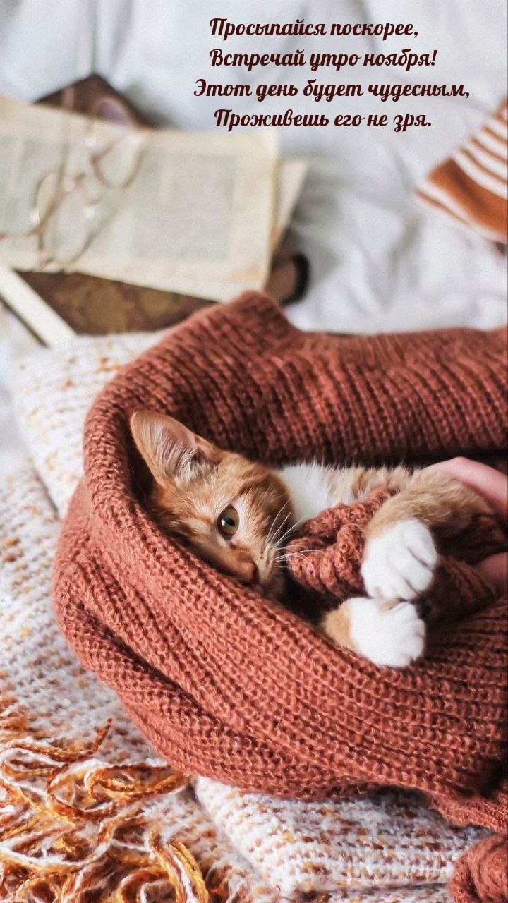 Просыпайся поскорее, встречай утро ноября!
