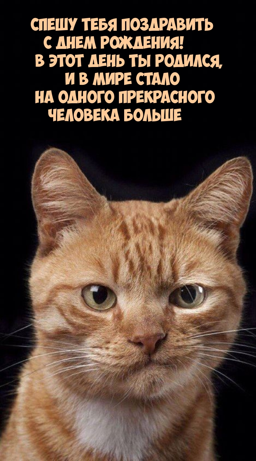 Спешу тебя поздравить с днем рождения! В этот день ты родился