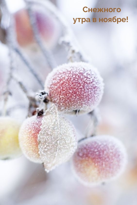 Снежного утра в ноябре!