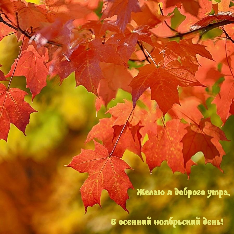 Желаю я доброго утра, в осенний ноябрьский день!