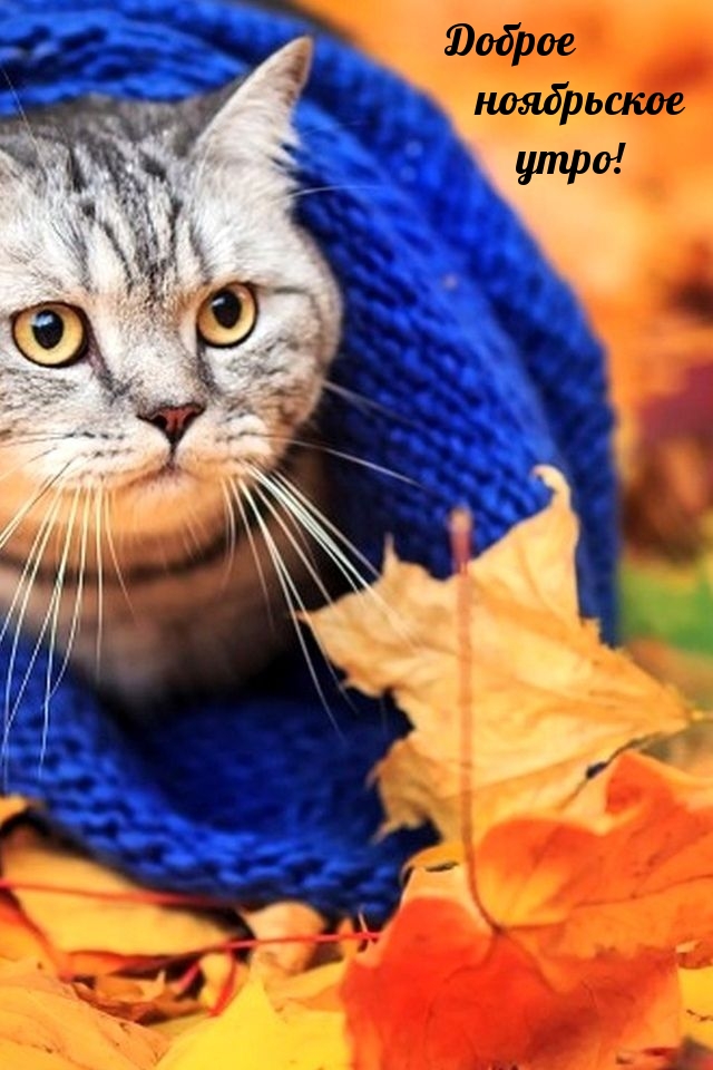 Доброе ноябрьское утро!