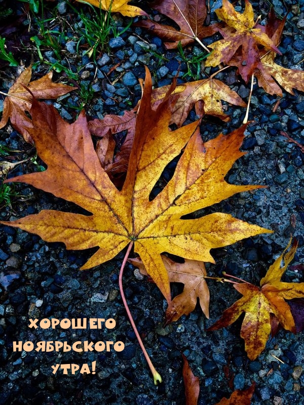Хорошего ноябрьского утра!