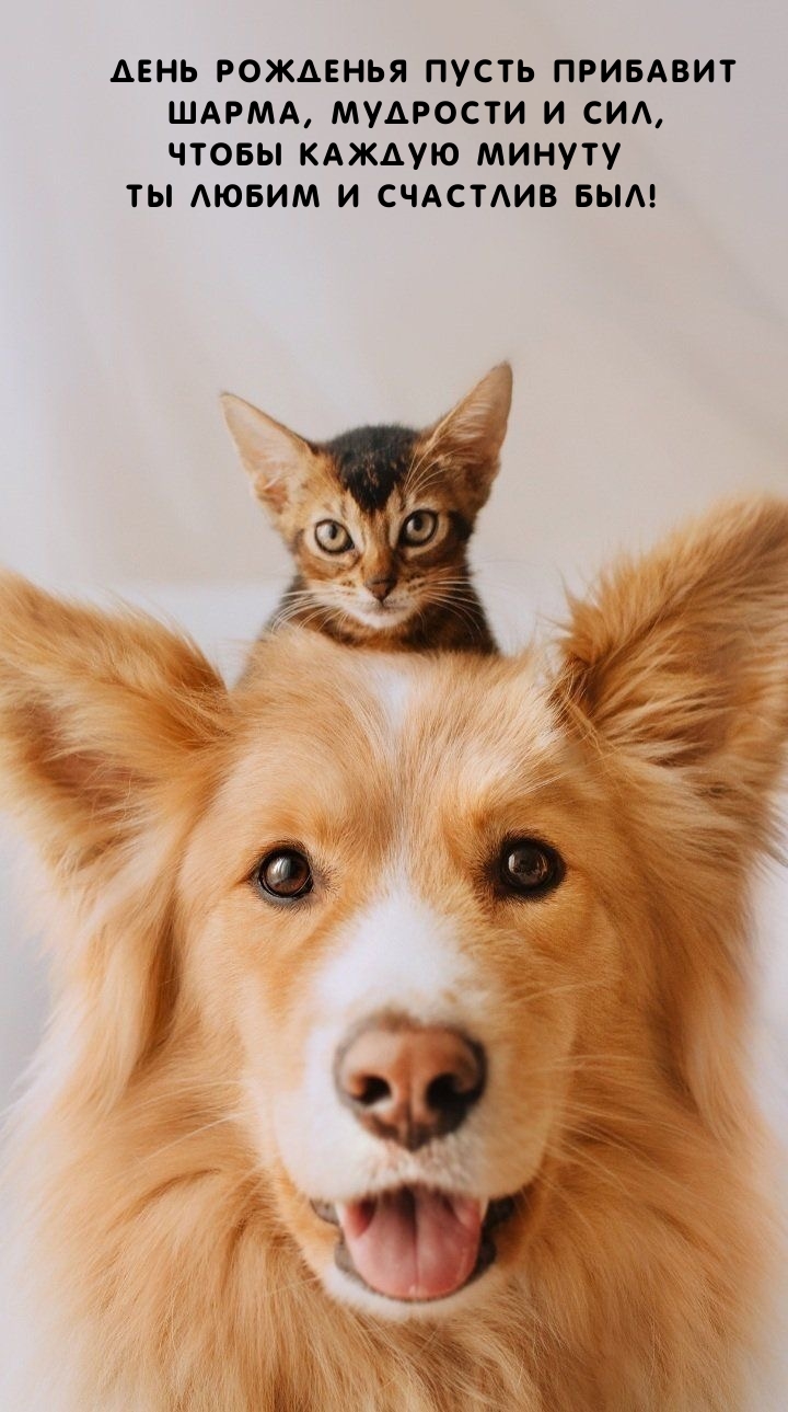 День рожденья пусть прибавит шарма, мудрости и сил
