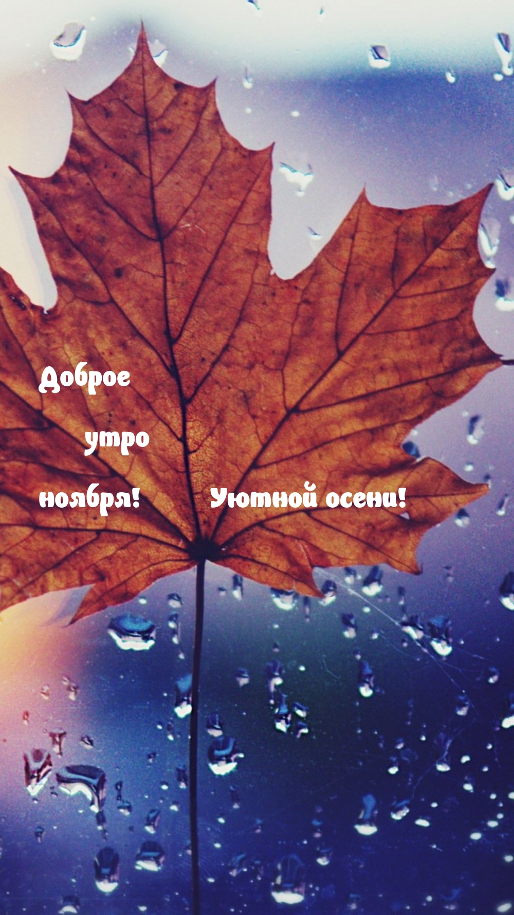 Доброе утро ноября! Уютной осени!