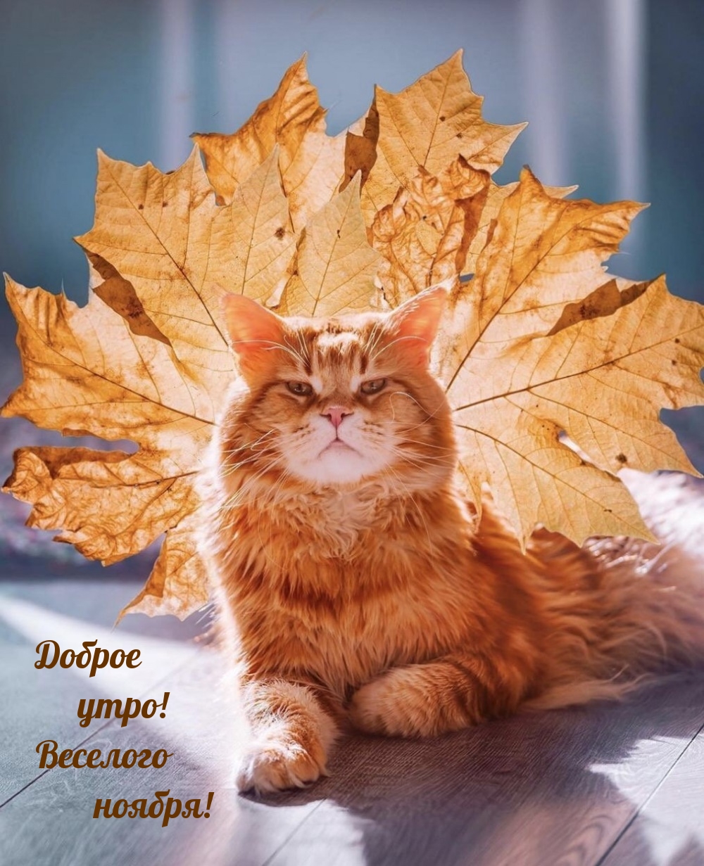 Доброе утро! Веселого ноября!