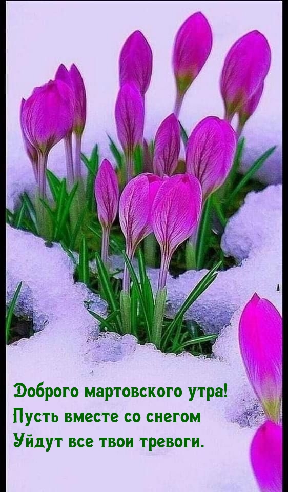 Доброго мартовского утра! Пусть вместе со снегом уйдут все тревоги.