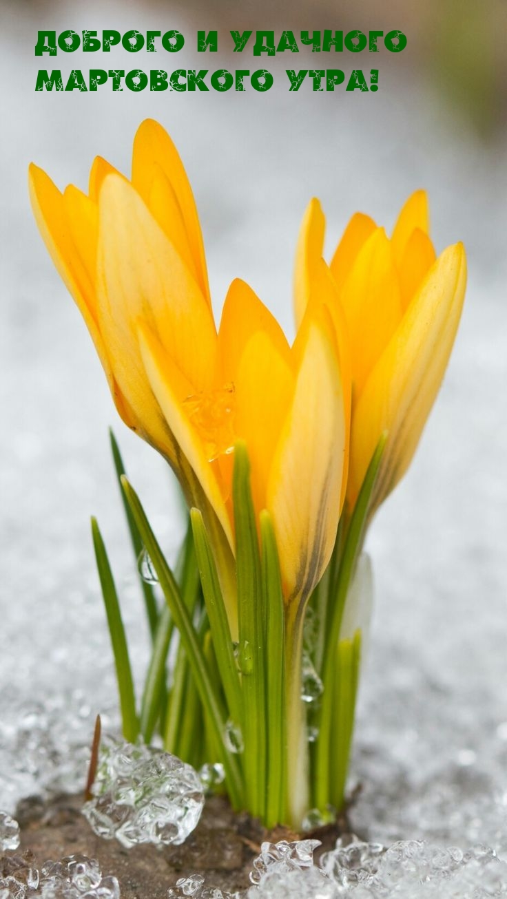 Доброго и удачного Мартовского утра!