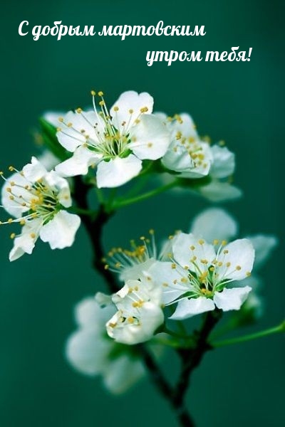 С добрым мартовским утром тебя!