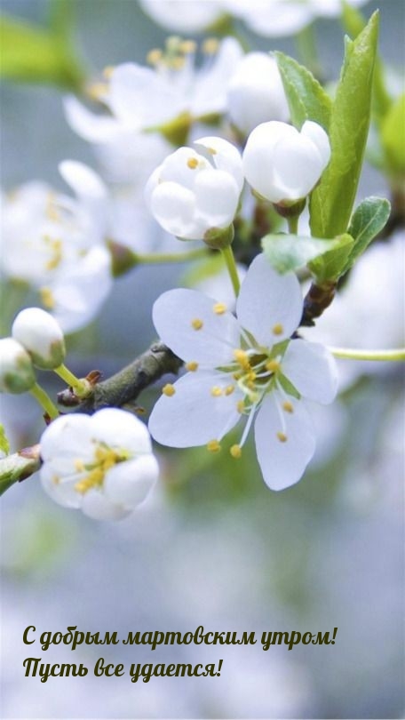 С добрым мартовским утром! Пусть все удается!