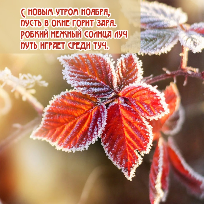 С новым утром ноября, пусть в окне горит заря.