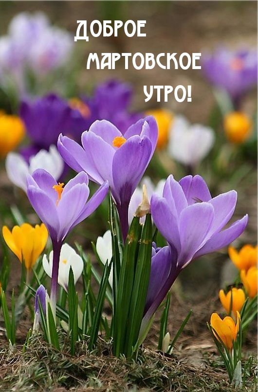 Доброе мартовское утро! 