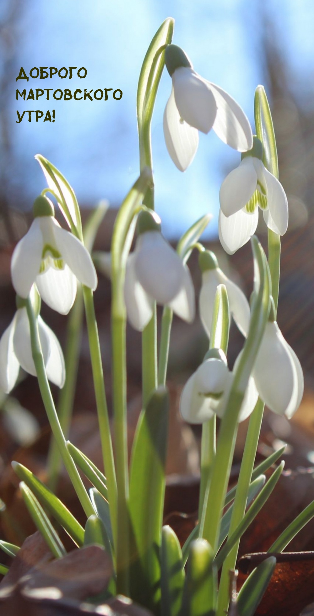 Доброго мартовского утра!