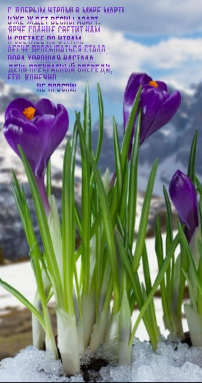 С добрым утром! В мире март! Уже ждет весны азарт.