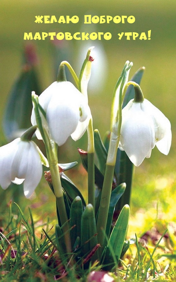 Желаю доброго мартовского утра!