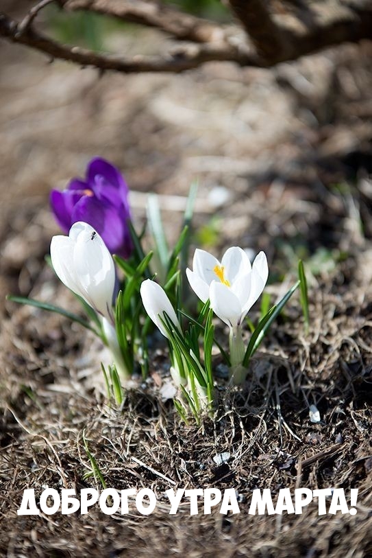 Доброго утра марта!