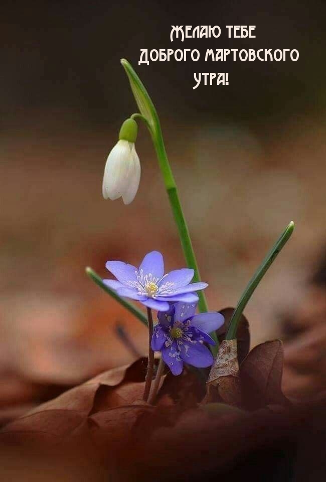 Желаю тебе Доброго мартовского Утра!