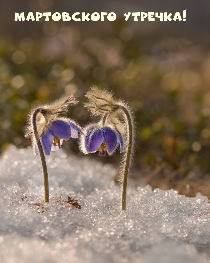 Мартовского утречка!