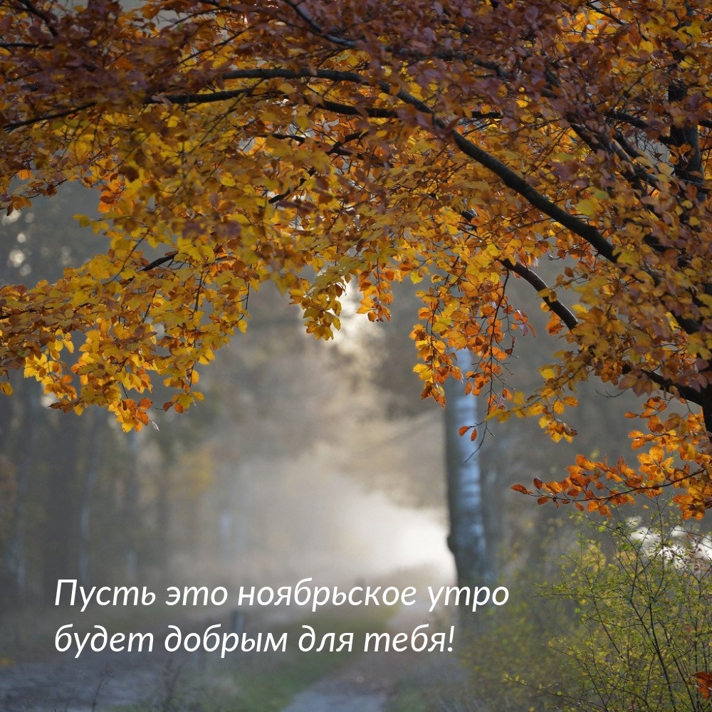 Пусть это ноябрьское утро будет добрым для тебя! 