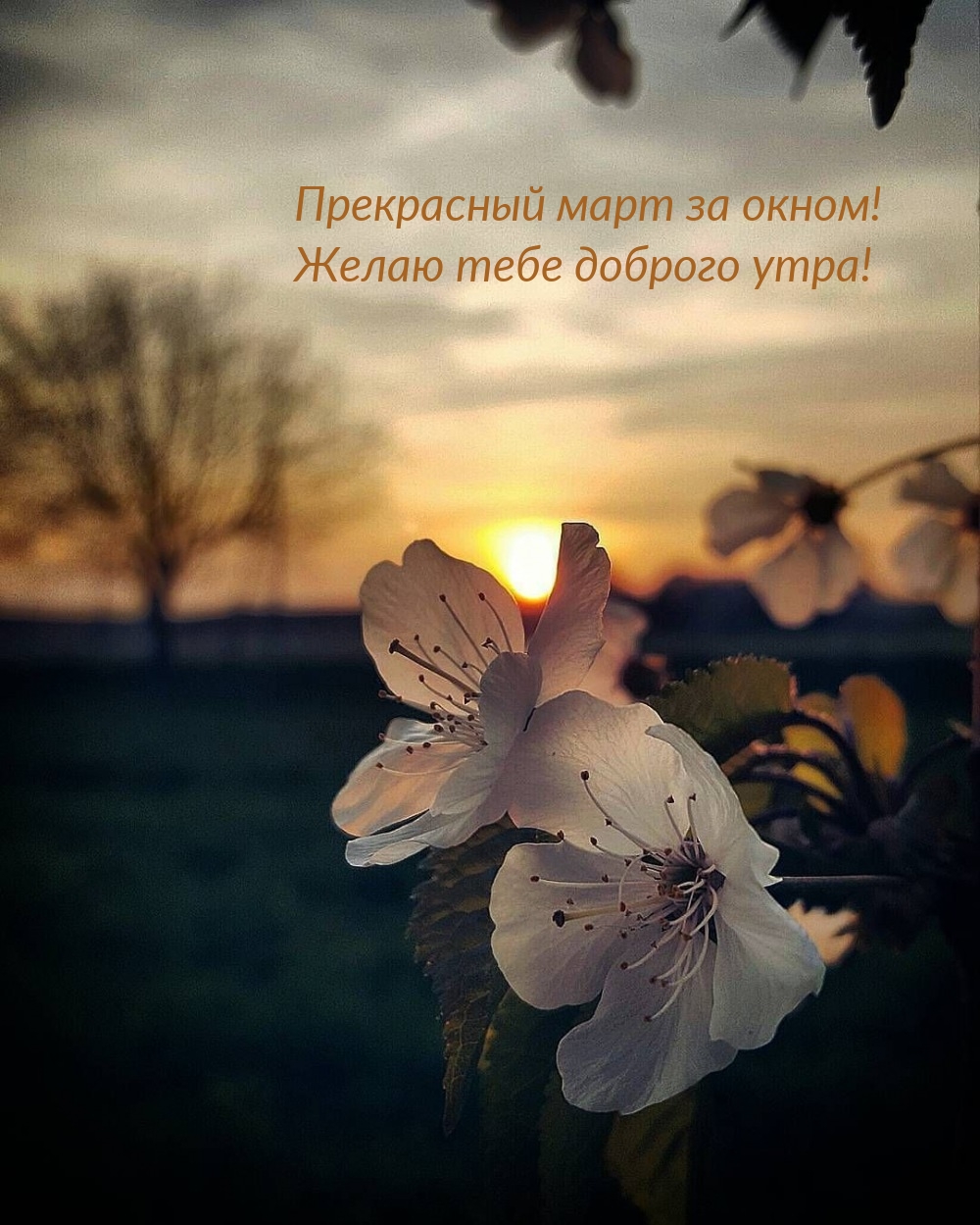 Прекрасный март за окном! Желаю тебе доброго утра!