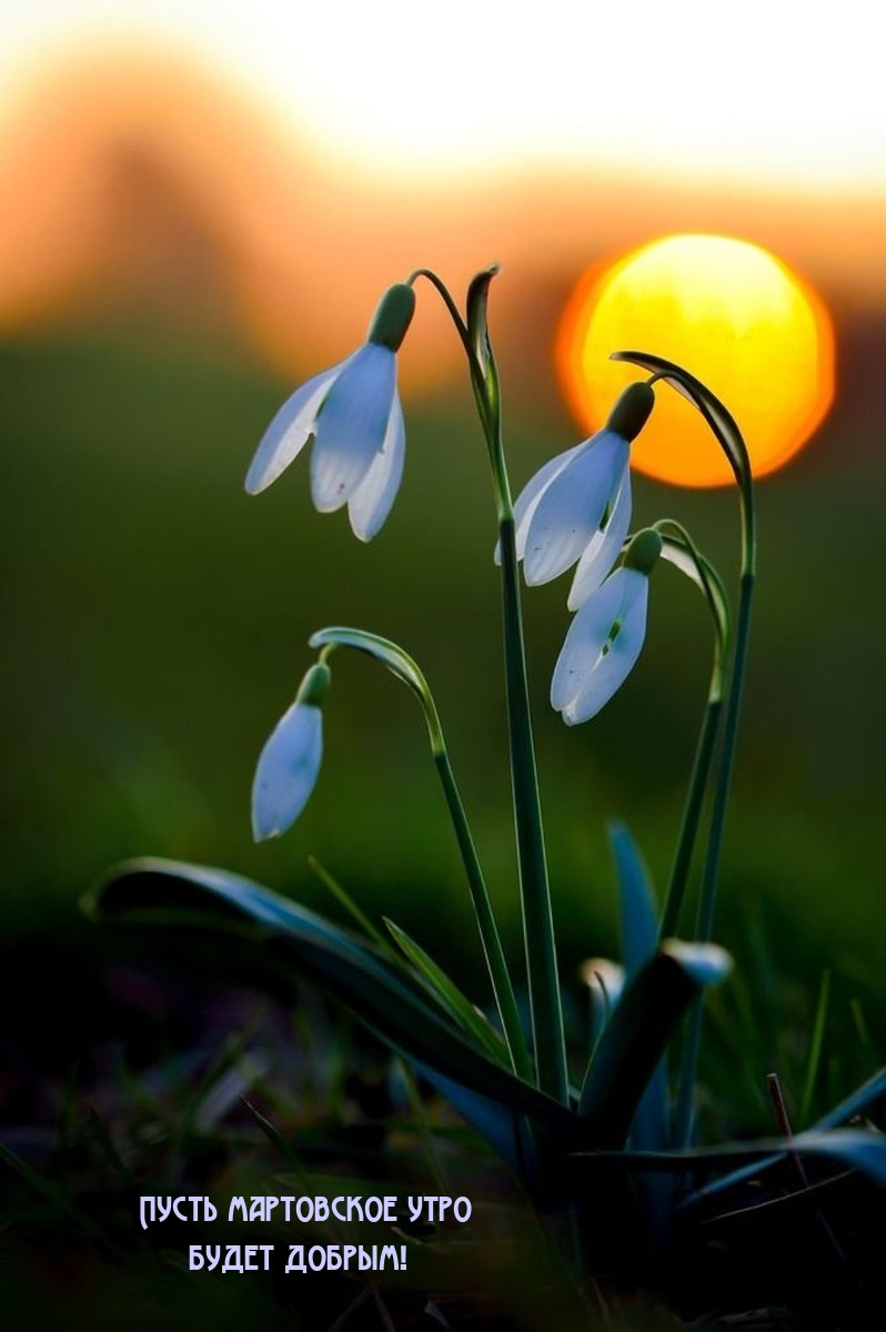 Пусть мартовское утро будет добрым!