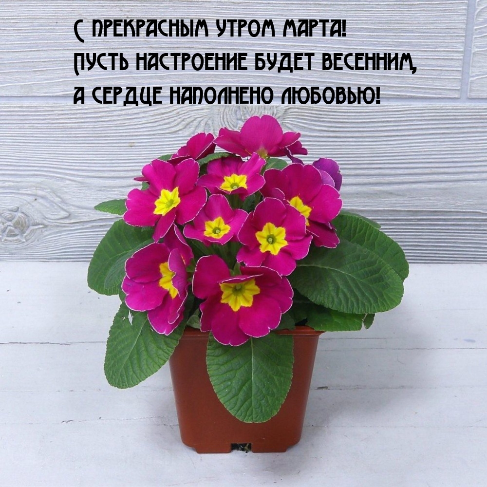 С прекрасным утром марта! Пусть настроение будет весенним
