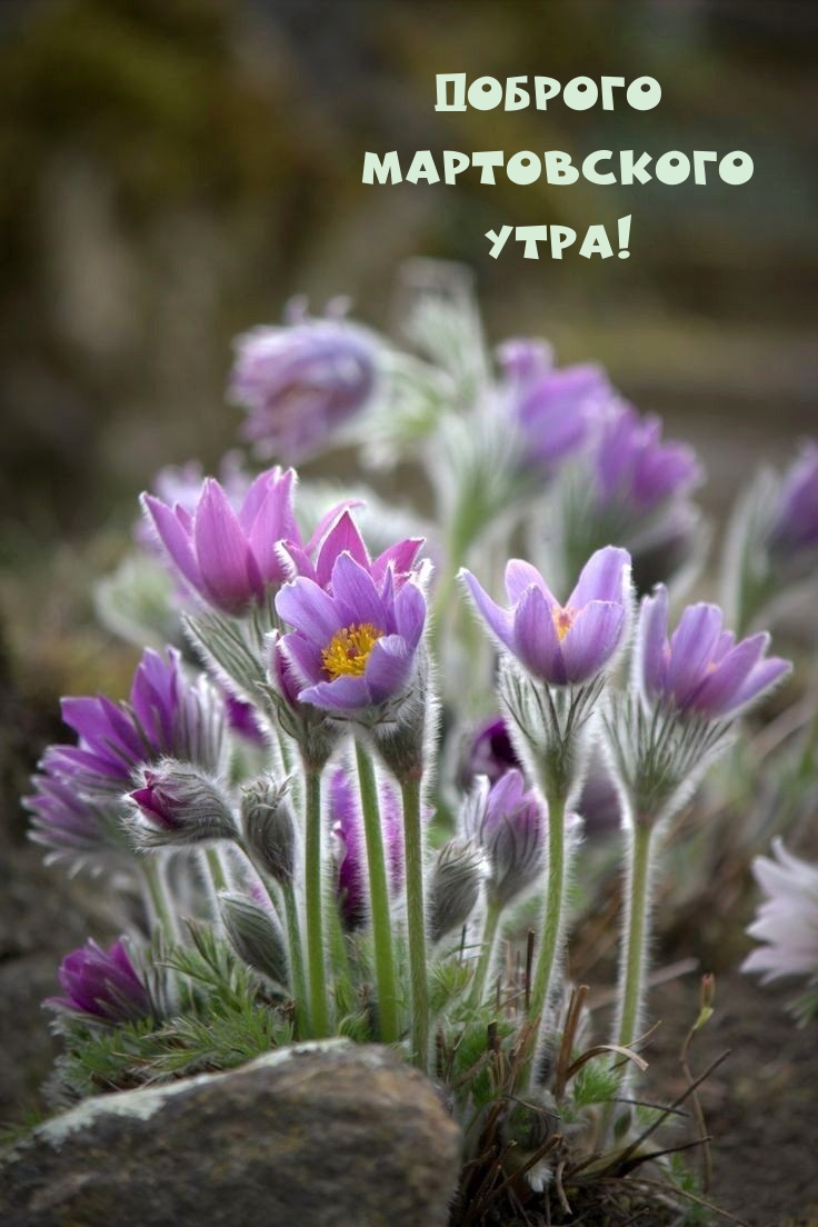 Доброго Мартовского Утра!