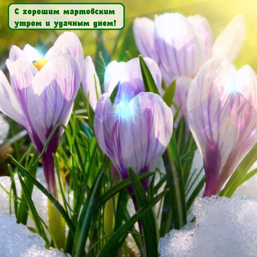 С хорошим мартовским утром и удачным днем!