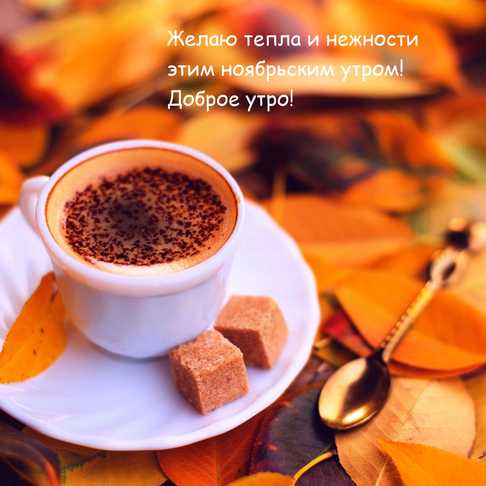 Желаю тепла и нежности этим ноябрьским утром! Доброе утро! 