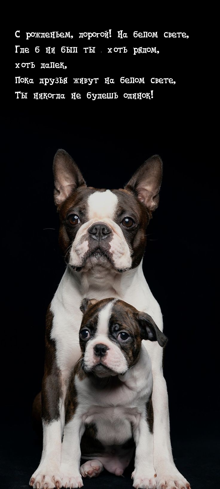 С рожденьем, дорогой! На белом свете, где б ни был ты — хоть рядом