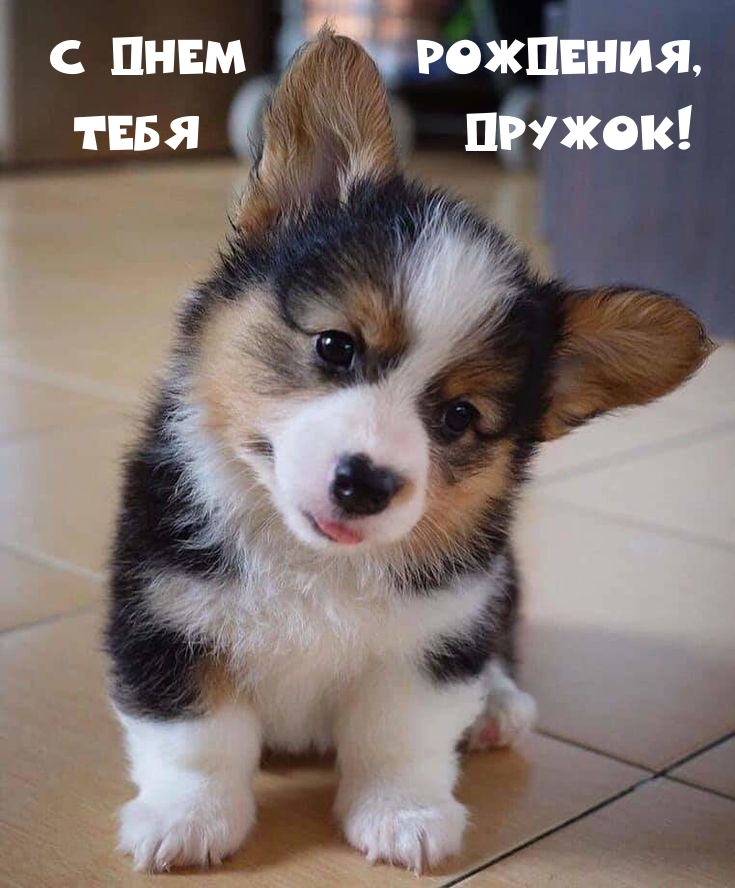 С днем рождения, тебя дружок! 